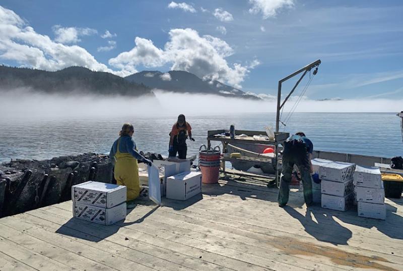 Monitoring work at Salty Lady Seafood farm. Credit: NOAA Fisheries.