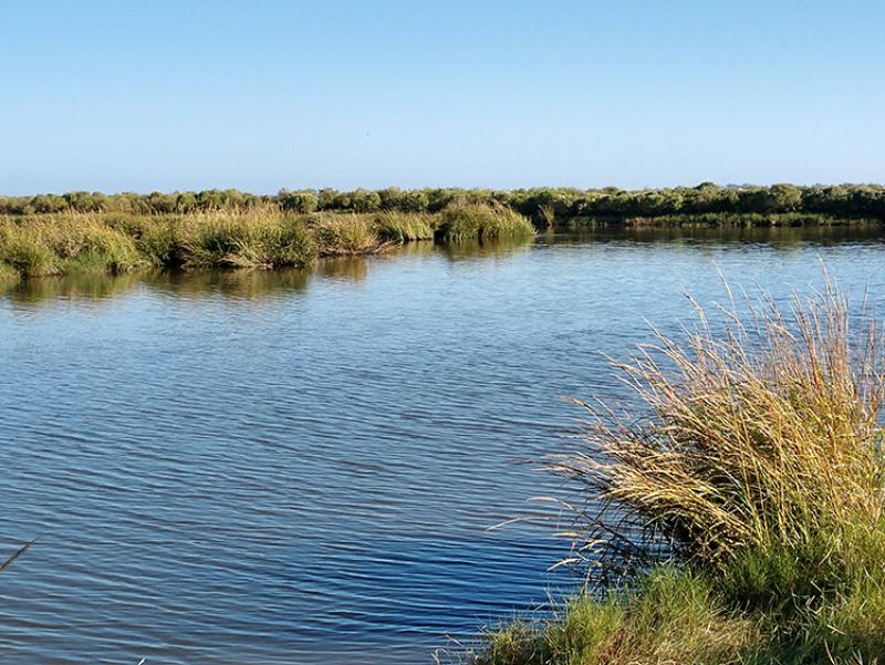 a wetland in coastal louisiana. 