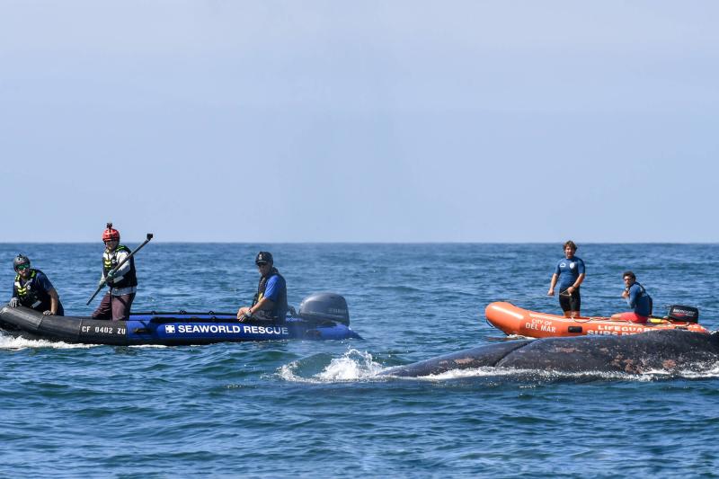 A team of rescuers in two small boats cut an entangled whale loose