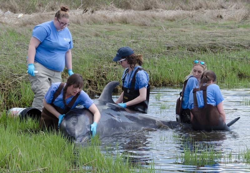 stranded bottlenose dolphin is examined by the marine rescue team from Mystic Aquarium