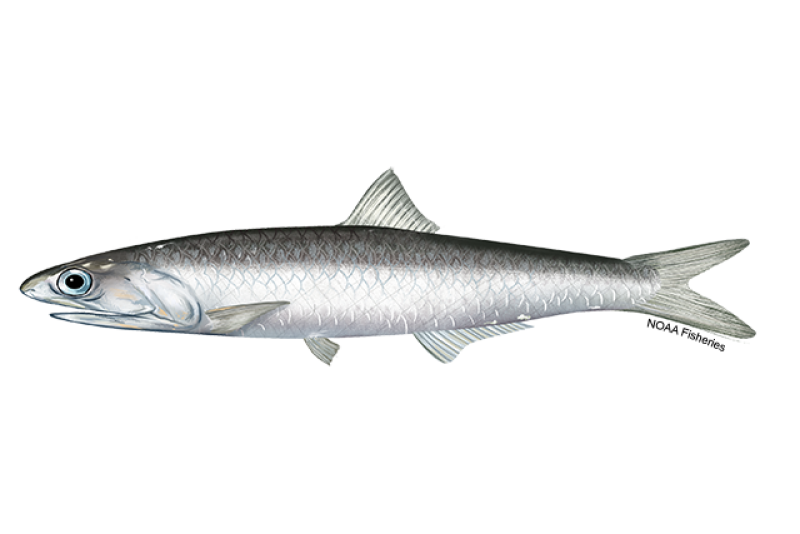 Side-profile illustration of a small, thin, silvery white Northern anchovy fish with darker, bluish-green back. Northern anchovy have big mouths and long, protruding snout. Credit: NOAA Fisheries/Jack Hornady