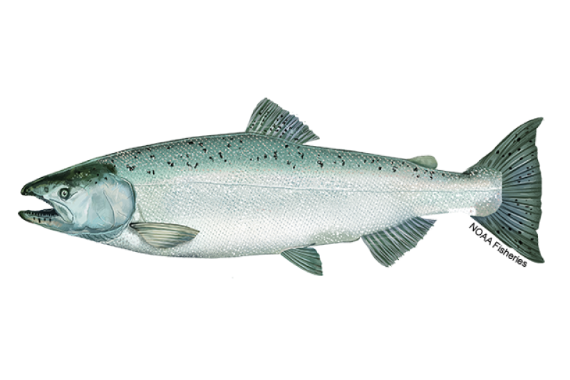 Side-profile illustration of a chinook salmon fish with blue-green back and black speckles on its upper half and tail fin. Chinook salmon are silver on the sides and have white bellies. Credit: NOAA Fisheries/Jack Hornady