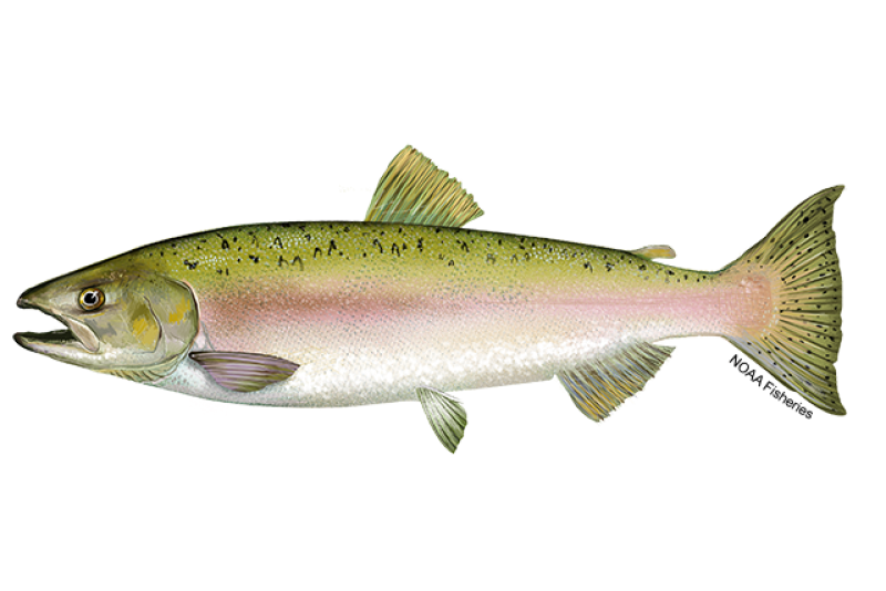 Chinook Salmon  NOAA Fisheries