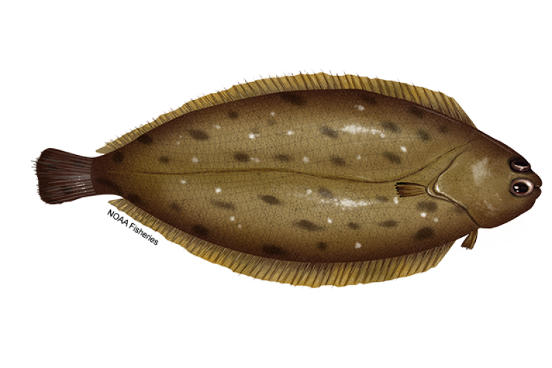 Illustration of a Dover sole flatfish with dull light-brown coloring and both eyes on the right side of their head. Credit: NOAA Fisheries/Jack Hornady