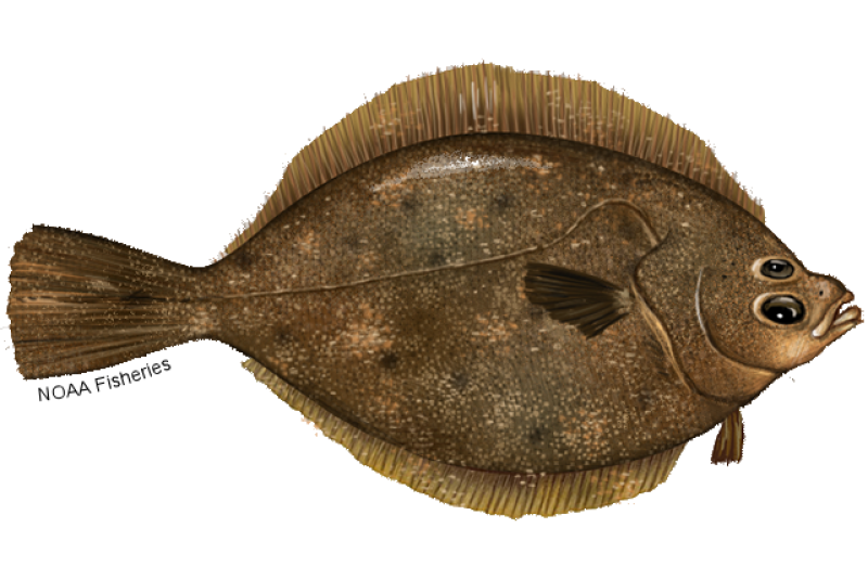 Illustration of a right-facing, right-eyed rock sole flatfish with brown body and mottled with yellow and dark spots. Credit: NOAA Fisheries/Jack Hornady