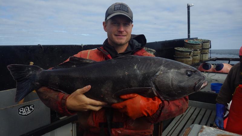 A fishery observer wearing orange gear holds up a large black fish on a ship deck.