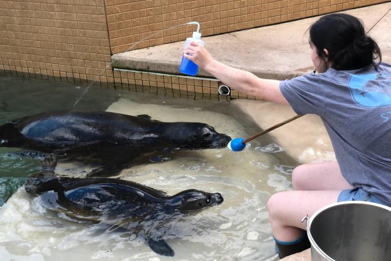 A young woman crouches on the step of a cement saltwater pool, holding a stick with a rubber target on its end. At her feet, two harbor seals await rewards as they respond to her whistle and touch the target with their noses.