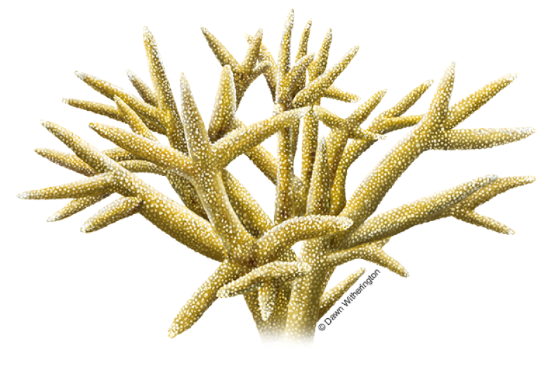 Illustration of golden yellow and white staghorn coral with antler-like branches