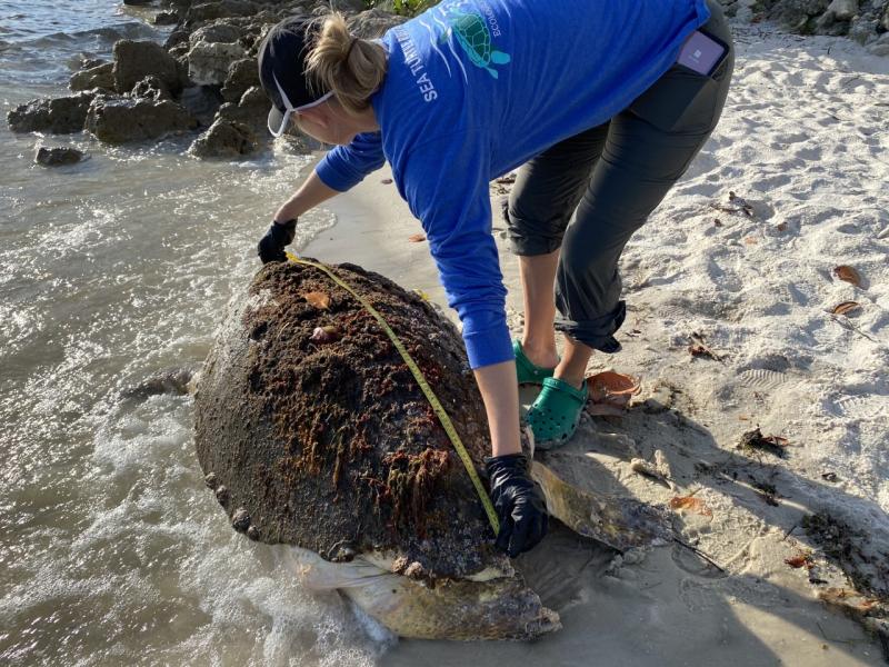 A stranding responder measures a stranded loggerhead sea turtle on a Florida beach.