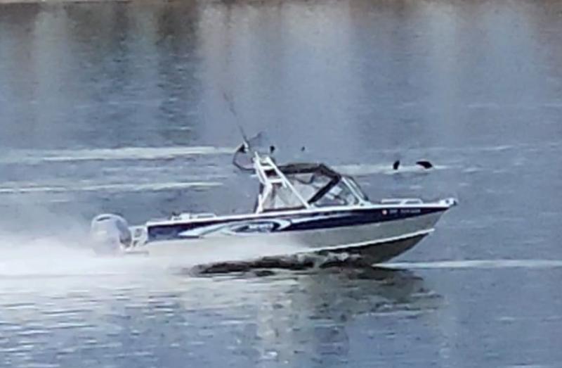Screen capture from video of a boat harassing sea lions
