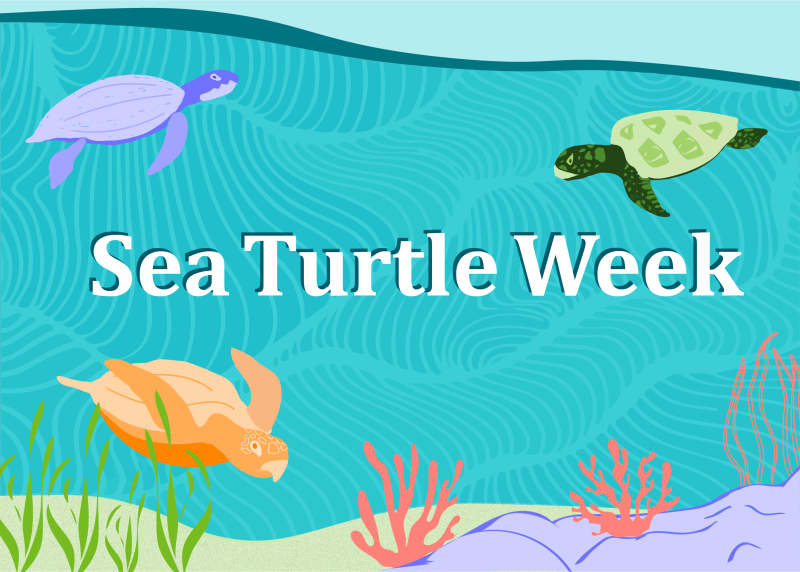 Illustrated swimming sea turtles on banner for Sea Turtle Week 