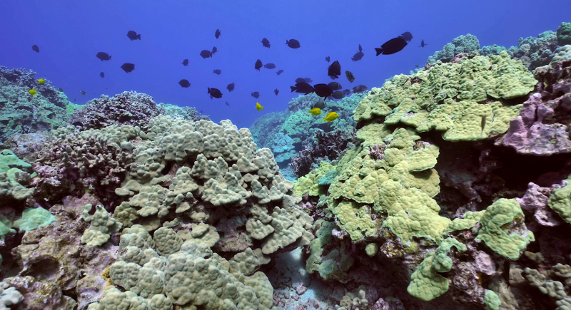 Fish swimming above a colorful coral reef. 