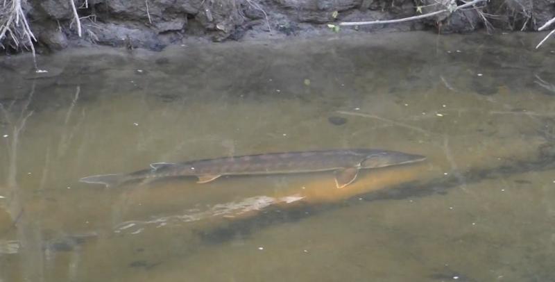 The wayward fish swimming in the shallow pool before the rescue 