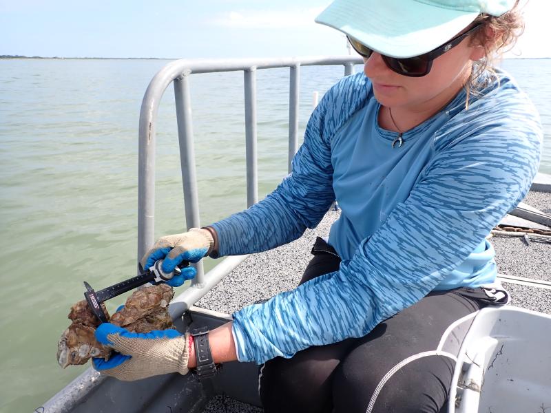 a women in a blue shirt, gloves, and sunglasses measures an oyster