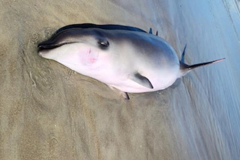 A small dead whale lays on its side on the water's edge at a beach.