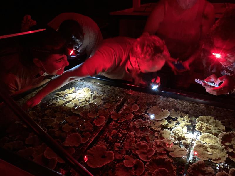 Scientists with flash lights overseeing experimental coral spawning  in lab tanks under red light.