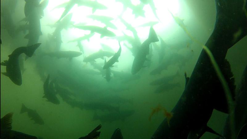 Large school of fish swimming in greenish water