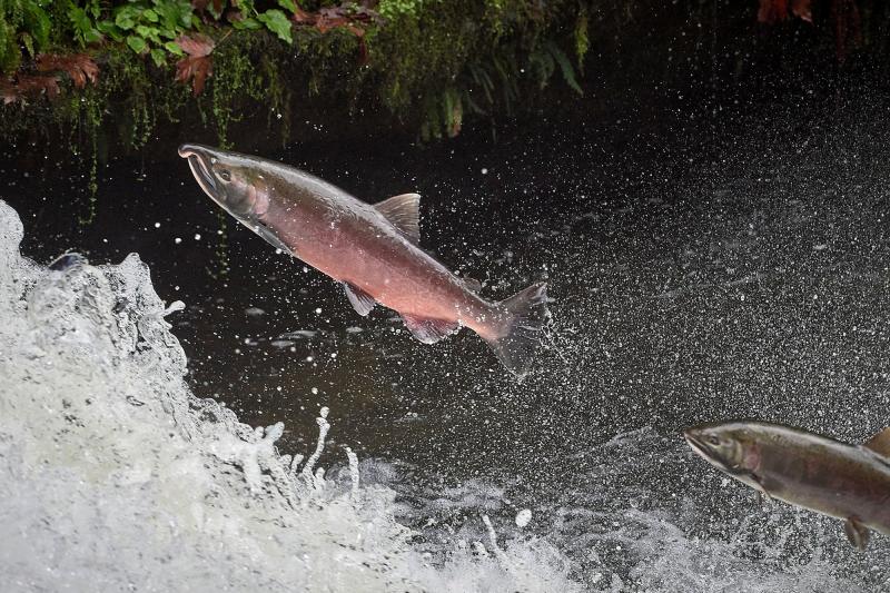 Washington coast coho migration (Photo: Paul Jeffrey/Wild Salmon Center)