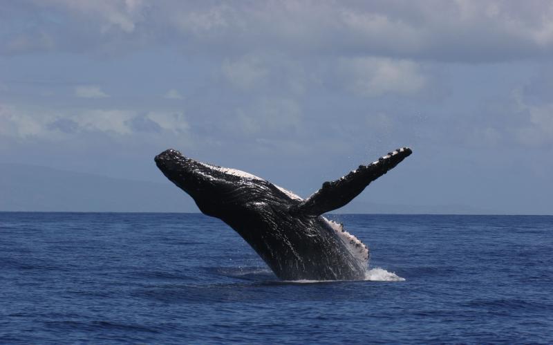 Humpback whale breaching out of the water in Maui, Hawai'i