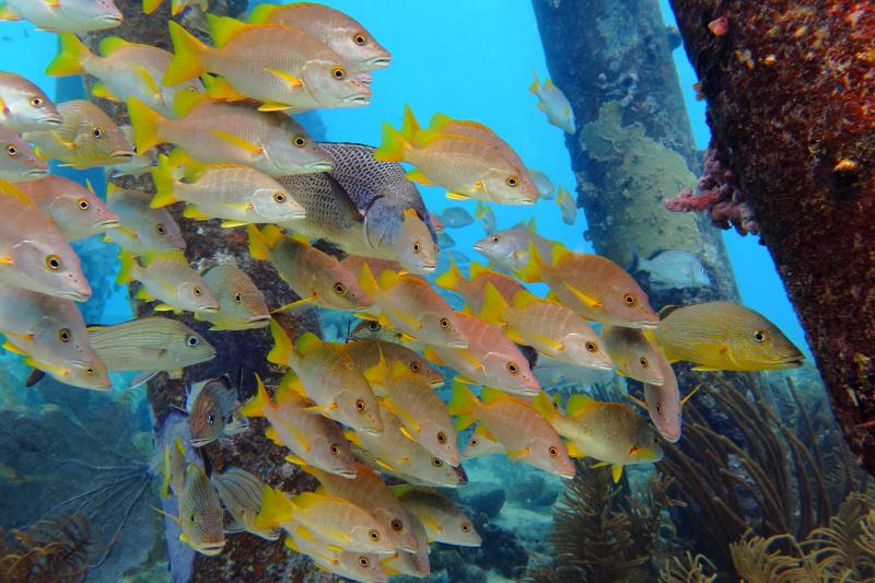 A school of snappers, grunts, and other tropical fish species swim near pilings surrounded by soft corals. Credit: Adobe Stock