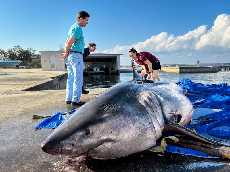 A large shark on top of a tarp on a dock near the water, with three scientists standing nearby to examine it