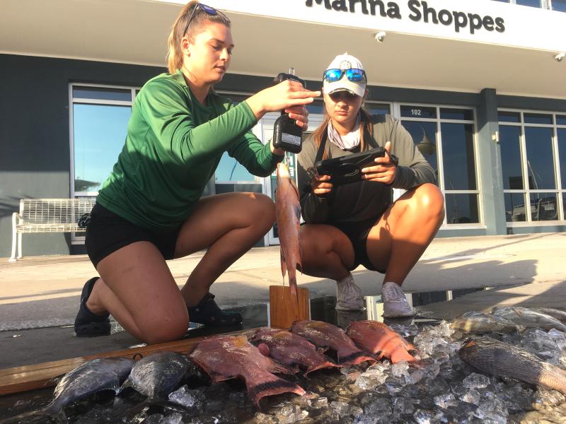 Field interviewers with Florida Fish and Wildlife Conservation Commission weigh, measure, and record fish caught by anglers.
