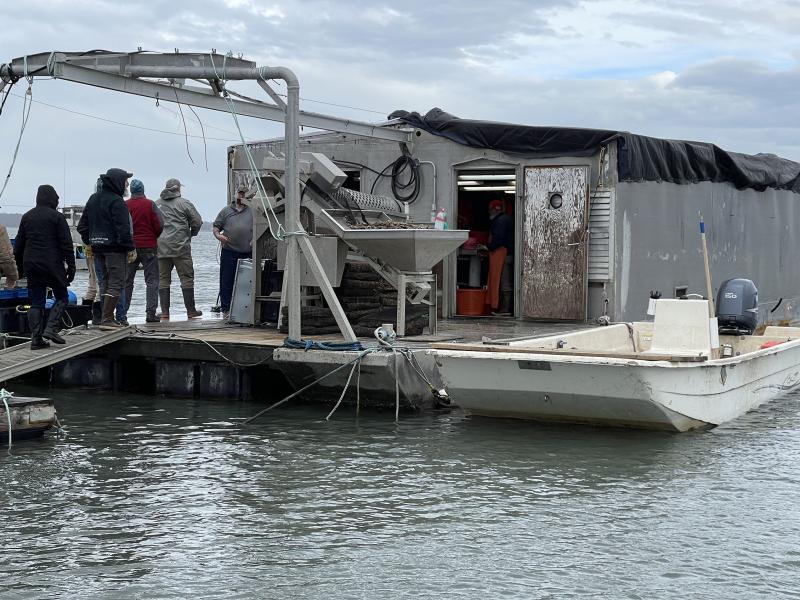 A metal floating wharf with a small boat attached. A small group of people standing on the wharf are talking. A metal machine for processing oysters is on the wharf, filled with oysters. 