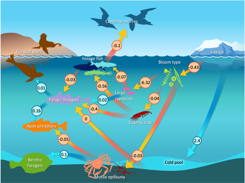 food web for Bering Sea fish and other species, graphic showing connections between species