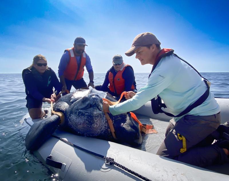 A team of four scientists in personal floatation devices on a boat handle a very large leatherback sea turtle for tagging