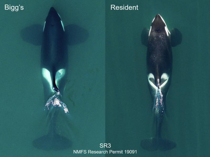 Side-by-side comparison of Bigg's killer on left and resident killer whale on right.