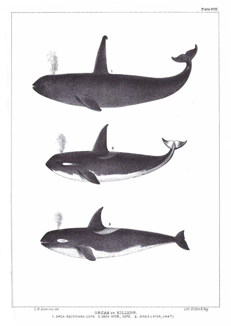 Original drawing by C.M. Scammon showing killer whale differences.