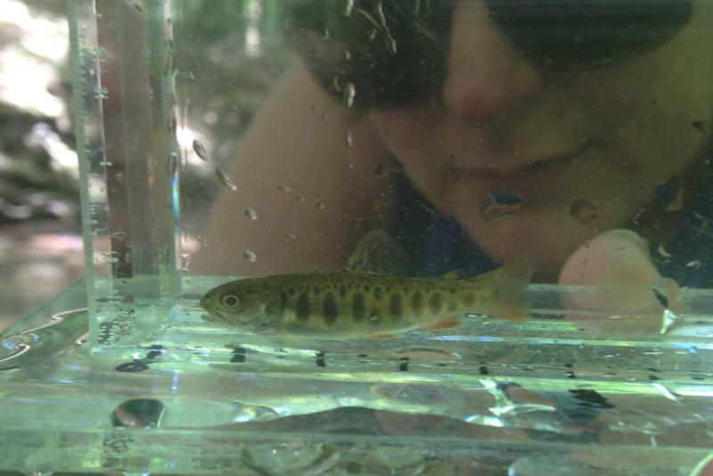 Brook trout smolt in aquarium.