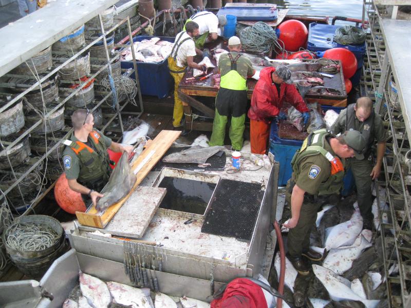 Group of men in uniform and marine weather gear on a ship inspecting and handling the surrounding halibut fish.