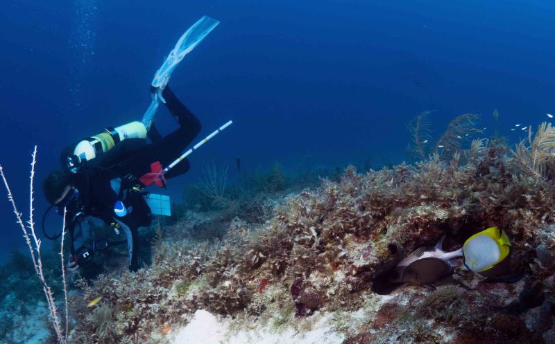 A SCUBA diver swims along a coral reef with a writing slate and measuring device, reef fish swimming across the field of view
