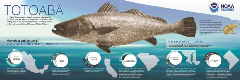 An infographic titled "Totoaba" with a large brown fish in the middle and a timeline at the bottom of the page.