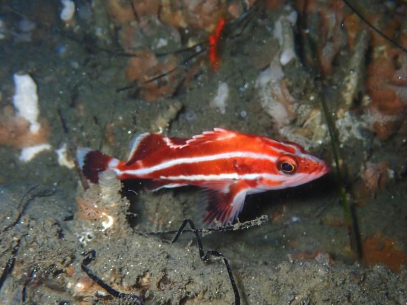 Juvenile Yelloweye Rockfish swimming under water