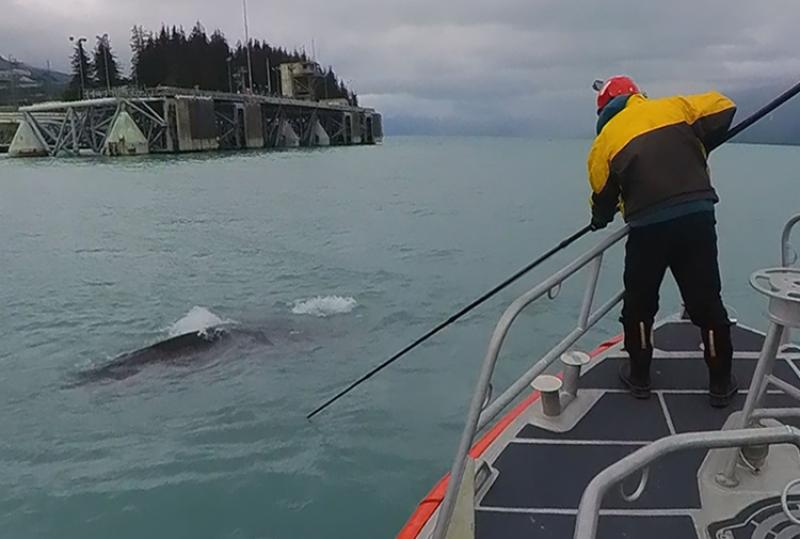 NOAA Fisheries large whale entanglement response expert John Moran approaches the entangled humpback with a specialized pole in an attempt to cut the lines binding the whale. 