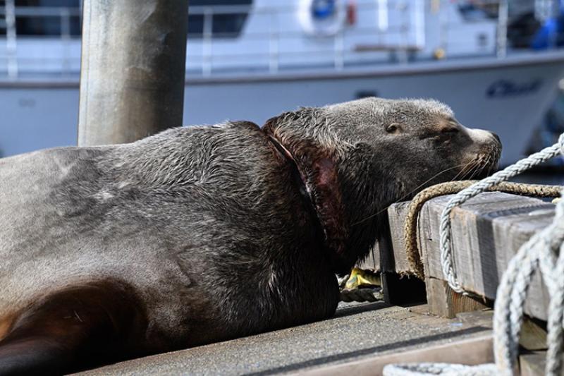 Lethargic subadult male Steller sea lion in the Kodiak harbor entangled in a plastic packing band.