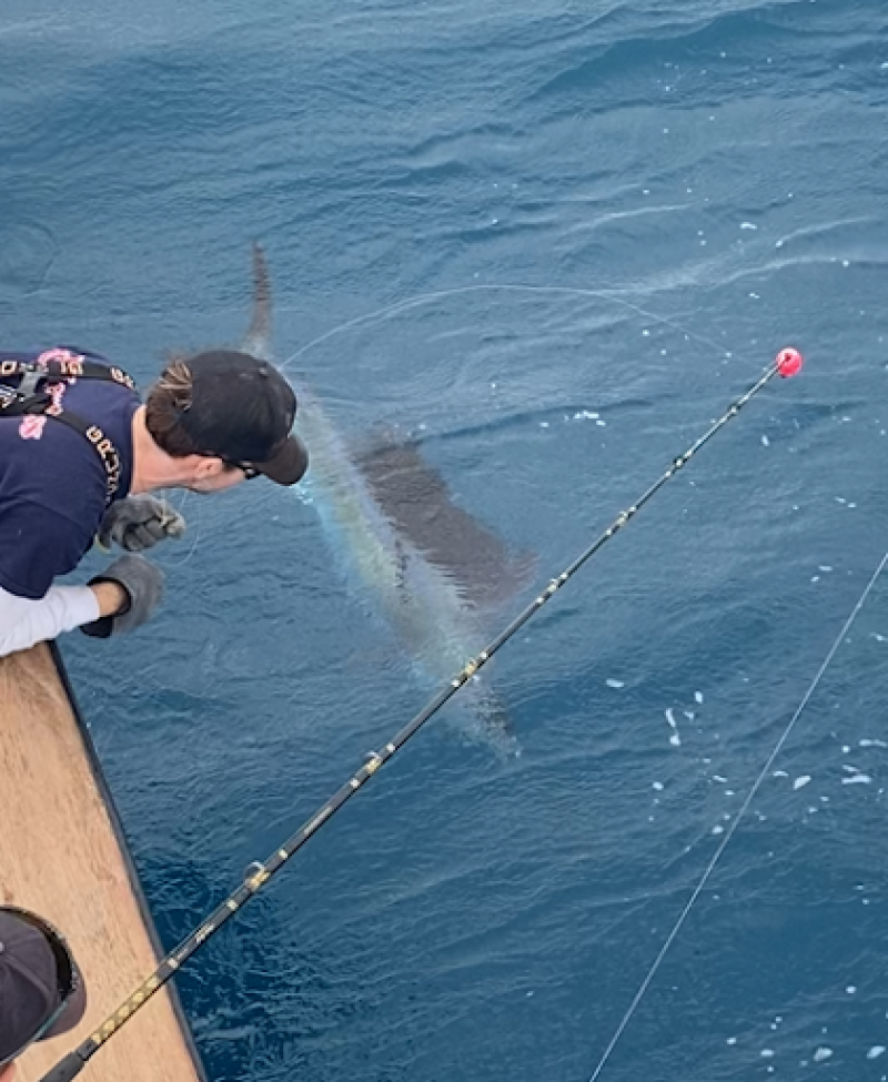A man leaning over the side of the boat taking a look at a sailfish underwater