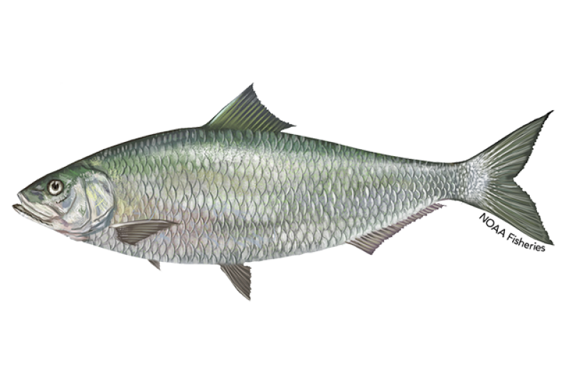 Side-profile illustration of an Alabama shad fish with silvery white scales on the sides and belly, and greenish coloration on the upperparts with silvery reflections.