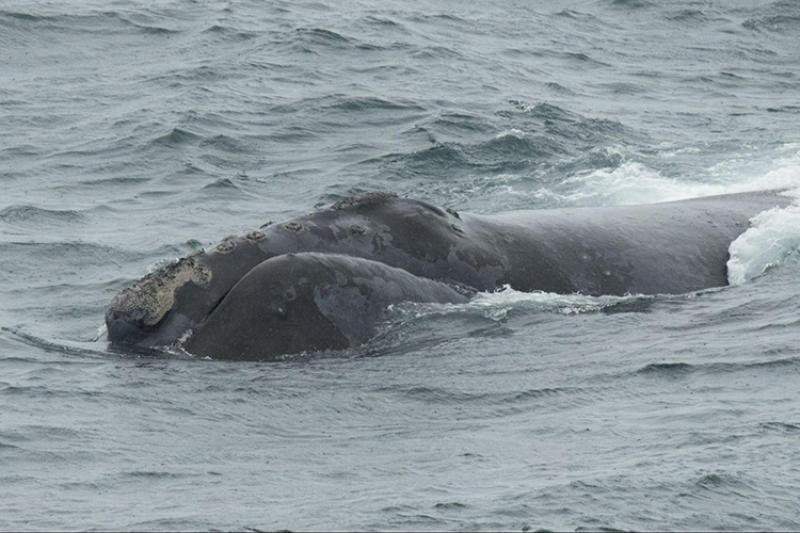 Top of whale seen from a vessel