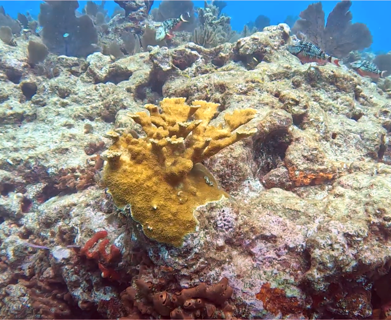 A small orange coral branches upwards off a relic skeleton of a coral reef 