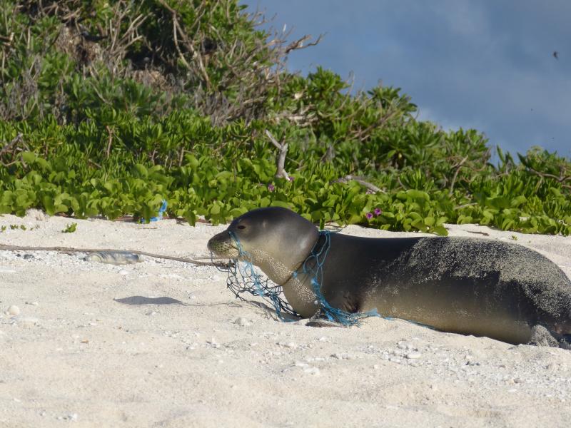 A Hawaiian monk seal lays on a sandy beach while a green net is wrapped around their neck and mouth. 