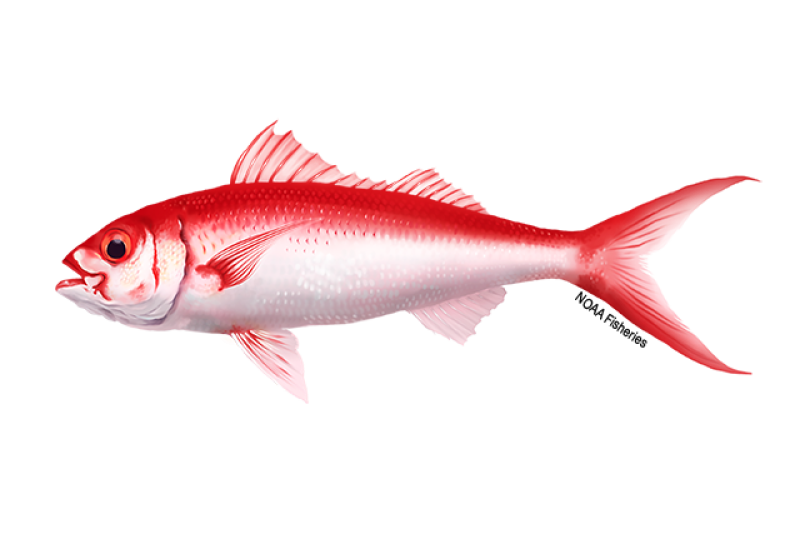 Side-profile illustration of a longtail red snapper (onaga) fish with brilliant red coloring, especially on its back, and distinctive caudal (tail) fins that end in long, slender points.