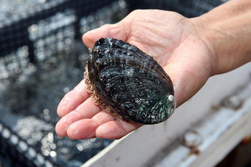 A black ezo abalone held in a hand at an abalone farm in Hawaii. 