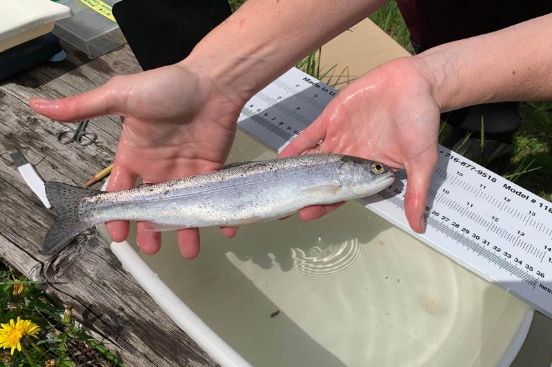 Research holding a salmon smolt