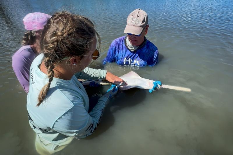 A female scientist inserts a tag into a sawfish, with white belly up and long, toothed rostrum extended, while two other scientists hold it in the water