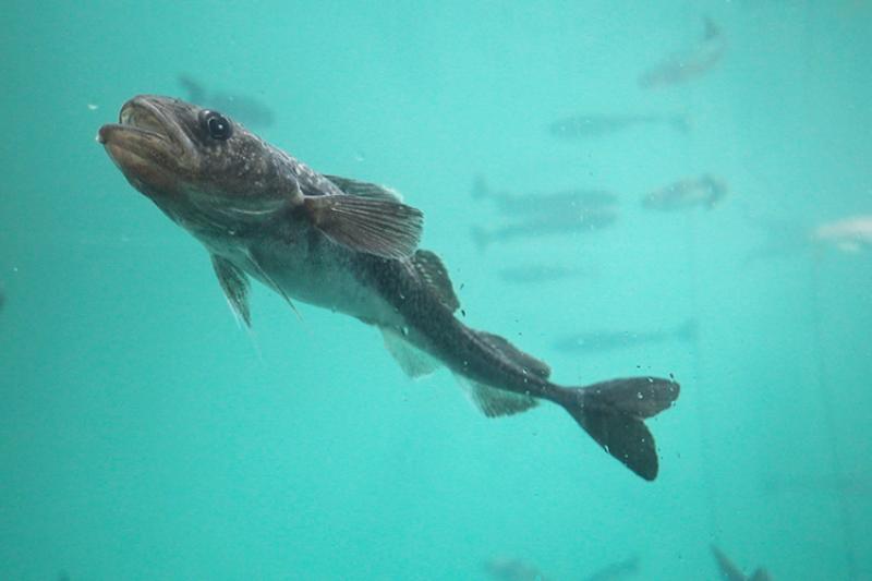 Fish swimming in tank for scientific research. 