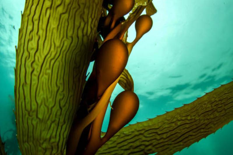 A close up underwater image of Giant kelp.