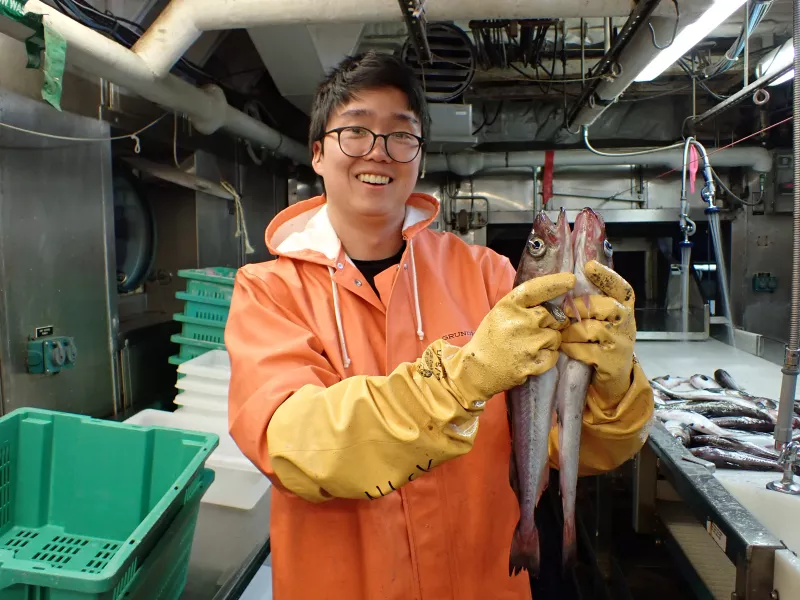 Nick is wearing a heavy orange rain coat and long yellow gloves. He holds up two pollock fish vertically, comparing their lengths to one another. We see more fish on a sorting table in the background.
